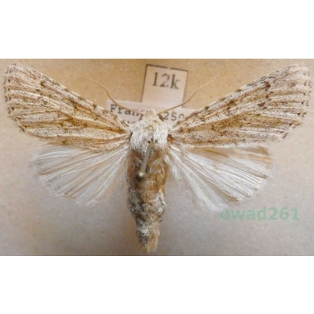 Aporophyla canescens (Duponchel, 1826) France12k